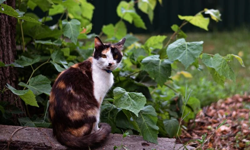 Buitenkat in de tuin Lapjeskat zit buiten in de tuin