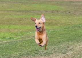 Hond in een grasveld