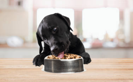 Etende hond