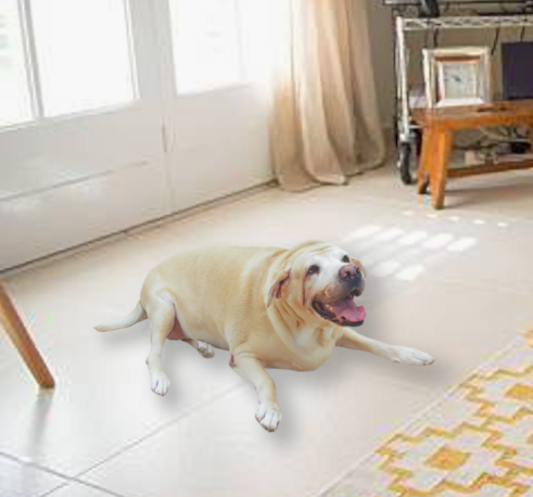 Dikke hond