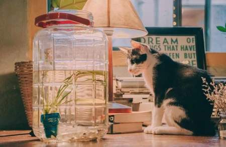 Speciaal voer voor indoorkatten