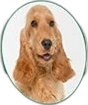 Vet's Best Supplementen Hond Dental Powder 90 gram